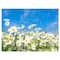 Designart - White Daisies under Bright Blue Sky - Floral Canvas Art Print
